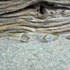 Bracelet jonc quartz rose PI