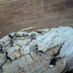 Bracelet jonc pierre de lune doré LUNA