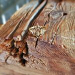 Bague fleur de lotus or