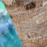 Collier ras de cou turquoise argent