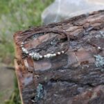 Bracelet cordon et argent homme HILLTRIBE – Image 3